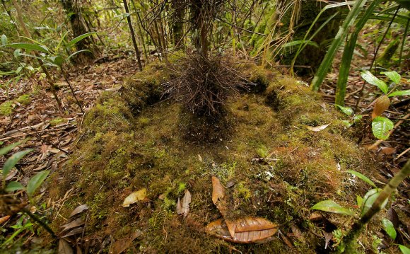 Pretty Macgregor s bowerbird