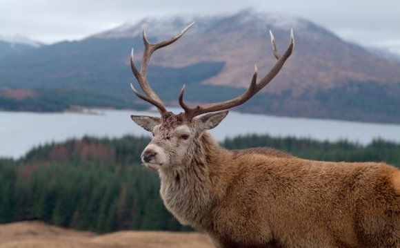 Scottish Stag