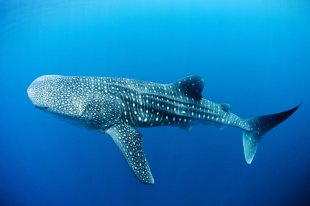 a large fish-the biggest! The gentle whaleshark. Photo from whalesharklive.com