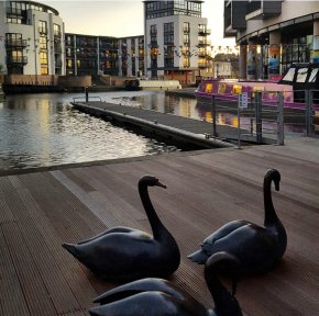 Bronze Swans Quay CE