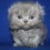 Scottish Kilt cat