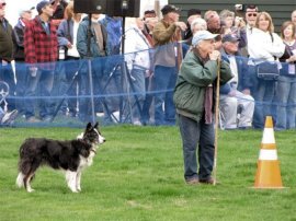 Sheep herding puppies have work to do at the festival.