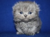 Scottish Kilt cat