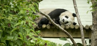 Tian Tian,  the female huge panda at Edinburgh Zoo
