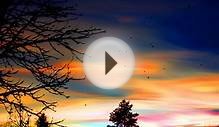 Beautiful Ocarina Harp Bagpipe Violin Piano Music