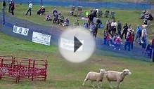 Border Collie Timed trials at the NH Scottish Highlands games