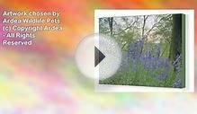 Canvas Artwork of A native British bluebell woodland at