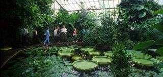 Inside the Glasshouses within the Edinburgh's Royal Botanic Garden