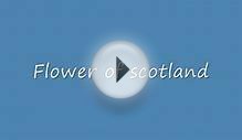 Flower of Scotland